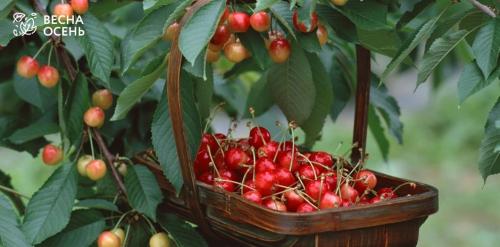 Когда лучше сажать деревья осенью или весной. Саженцы хвойников: почему надо сажать весной 02