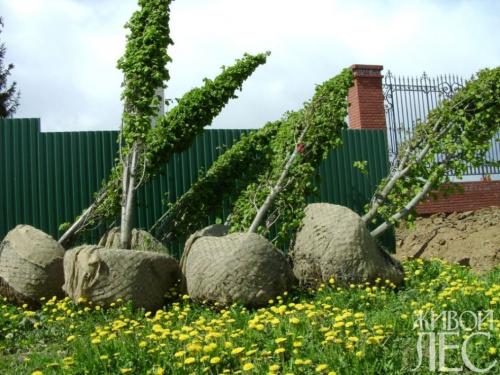 Правила посадки деревьев. Время для посадки