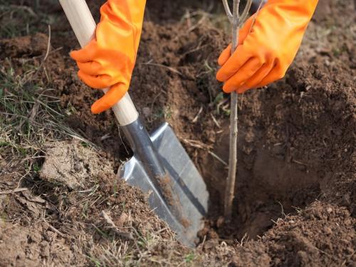 Особенности посадки саженцев плодовых деревьев. Оптимальное время 05
