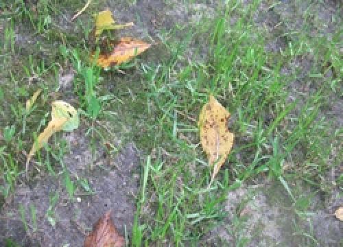 Аэрация газона граблями. Аэрация газона с помощью граблей-аэраторов.