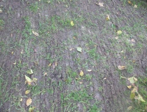 Аэрация газона граблями. Аэрация газона с помощью граблей-аэраторов.