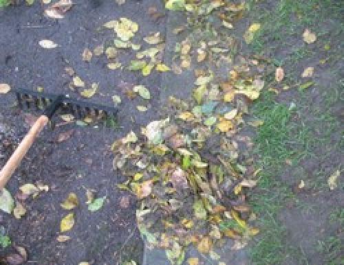 Аэрация газона граблями. Аэрация газона с помощью граблей-аэраторов.