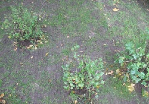 Аэрация газона граблями. Аэрация газона с помощью граблей-аэраторов.