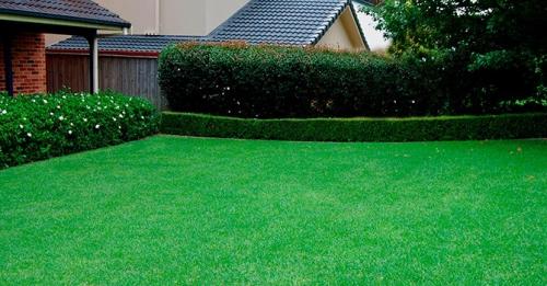 Аэрация газона когда делать. Как правильно производить аэрацию газона