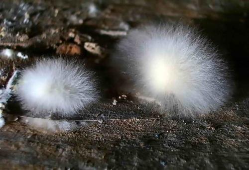 Плесень под полом в частном доме. Грибок в подполье частного дома: как избавиться от опасных «агрессоров»