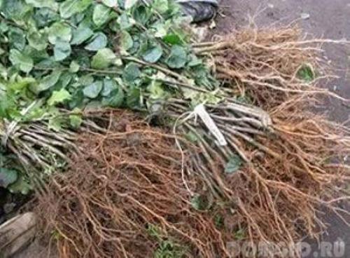 Что посадить осенью в саду. В чем плюсы и минусы осенней посадки? 02