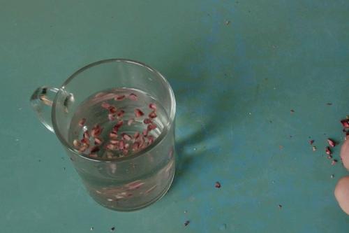 Как вырастить гранат в домашних условиях. Как посадить гранат из косточки в домашних условиях