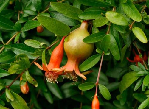 Гранатовое дерево в домашних условиях. Как вырастить дома гранатовое дерево из косточки: пошаговая инструкция 02 Гранатовое дерево в домашних условиях. Как вырастить дома гранатовое дерево из косточки: пошаговая инструкция 02