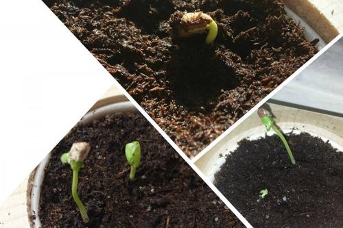 Как вырастить гранат в домашних условиях. Как посадить гранат из косточки в домашних условиях