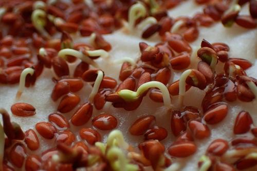 Как вырастить гранат в домашних условиях. Как посадить гранат из косточки в домашних условиях