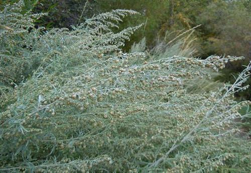 Что такое серо-зеленый интерьер. Фельдграу или серо-зеленый в интерьере: 9 вдохновляющих примеров