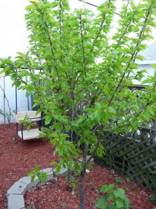 Можно ли сажать сливы в зимний период. Правила посадки вишни и сливы для холодного климата