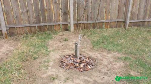 Плодовые деревья: лучшее время для посадки 03