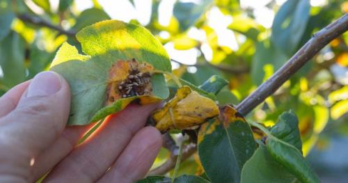 Можно ли сажать груши в осенний период. Сроки посадки груши