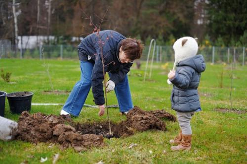Какие деревья и кустарники сажать осенью. Все про осеннюю посадку плодовых деревьев и кустарников: полный разбор