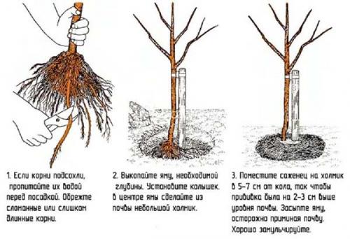 Что сажать осенью кустарники. Рекомендации по посадке
