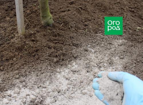 Что посадить осенью в приствольные круги. Добавление статьи в новую подборку 03