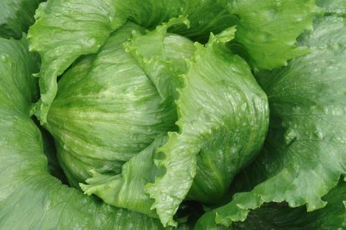 Какие семена можно сажать осенью. Топ-10 вариантов, что можно и нужно посадить в сентябре 2022 года в огороде