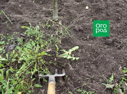 Что посадить осенью в приствольные круги. Добавление статьи в новую подборку 01