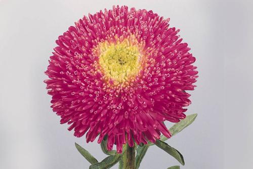 Какие многолетние цветы сажают и пересаживают осенью 21