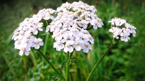 Какие многолетние цветы сажают и пересаживают осенью 30