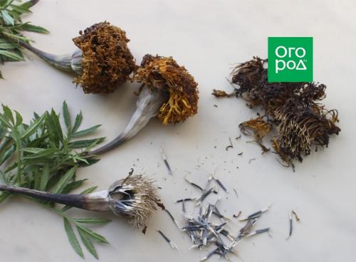 Что посадить осенью в приствольные круги. Добавление статьи в новую подборку 07