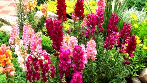 Какие многолетние цветы сажают и пересаживают осенью 24