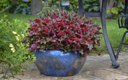 Какие многолетние цветы сажают и пересаживают осенью 27