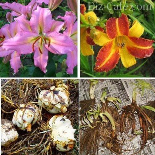 Какие многолетние цветы сажают и пересаживают осенью 09