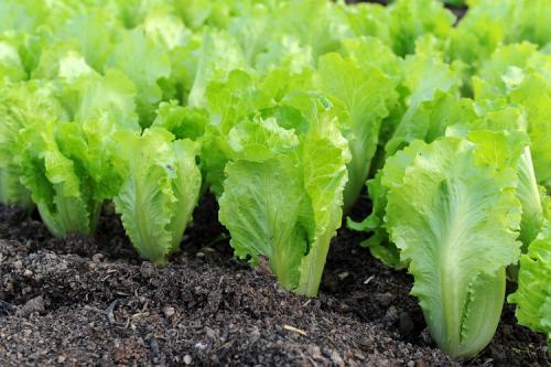 Какие семена можно сажать осенью. Топ-10 вариантов, что можно и нужно посадить в сентябре 2022 года в огороде