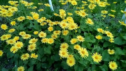 Какие многолетние цветы сажают и пересаживают осенью 28