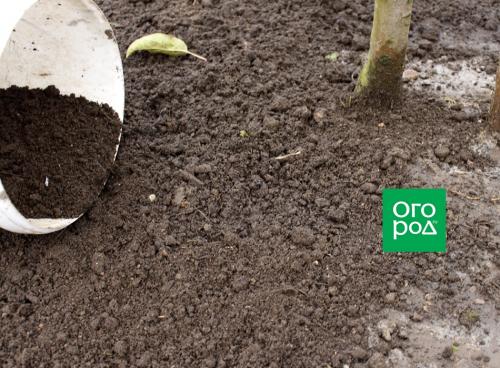 Что посадить осенью в приствольные круги. Добавление статьи в новую подборку 04