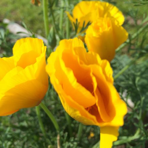 Какие многолетние цветы сажают и пересаживают осенью 26