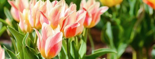 Что можно посадить в сентябре в огороде и на даче. Добавление статьи в новую подборку 01 Что можно посадить в сентябре в огороде и на даче. Добавление статьи в новую подборку 01