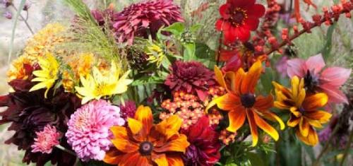 Работы в цветнике в сентябре. Работы в цветнике осенью. Сентябрь, октябрь, ноябрь