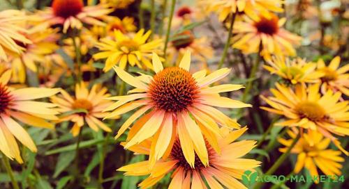 Что делать в сентябре. Идеи дел на осень для тех, кто любит готовить и кушать 06 Что делать в сентябре. Идеи дел на осень для тех, кто любит готовить и кушать 06