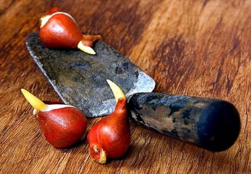 Работы в цветнике в сентябре. Работы в цветнике осенью. Сентябрь, октябрь, ноябрь