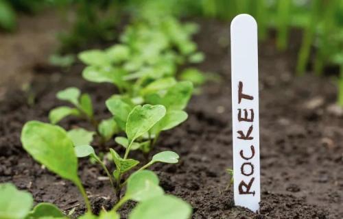 Что можно посадить в сентябре в огороде и на даче. Добавление статьи в новую подборку 30 Что можно посадить в сентябре в огороде и на даче. Добавление статьи в новую подборку 30