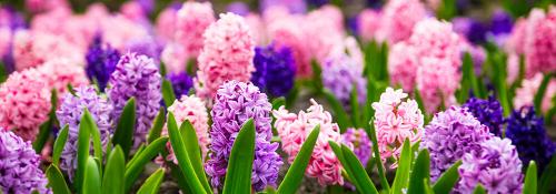 Что можно посадить в сентябре в огороде и на даче. Добавление статьи в новую подборку 02 Что можно посадить в сентябре в огороде и на даче. Добавление статьи в новую подборку 02