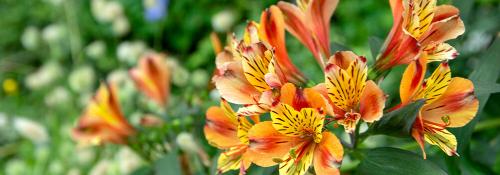 Что можно посадить в сентябре в огороде и на даче. Добавление статьи в новую подборку 04 Что можно посадить в сентябре в огороде и на даче. Добавление статьи в новую подборку 04