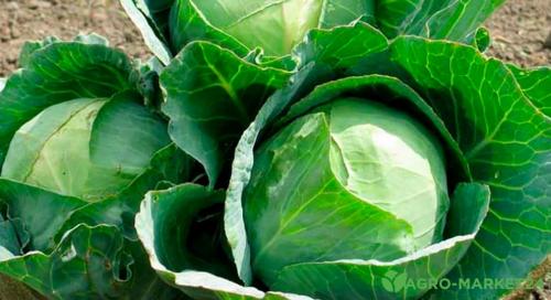 Что делать в сентябре. Идеи дел на осень для тех, кто любит готовить и кушать 07 Что делать в сентябре. Идеи дел на осень для тех, кто любит готовить и кушать 07