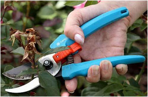 Работы в цветнике в сентябре. Работы в цветнике осенью. Сентябрь, октябрь, ноябрь