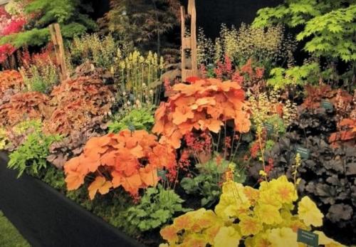 Какие цветы можно посадить в сентябре на даче. 26 цветов которые можно посадить осенью под зиму