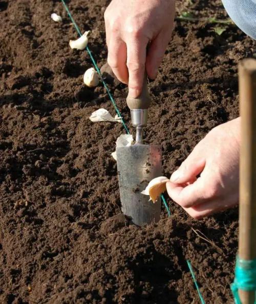 Что нужно посадить на даче в сентябре. Добавление статьи в новую подборку 18