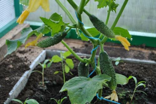 Что нужно посадить на даче в сентябре. Добавление статьи в новую подборку 29