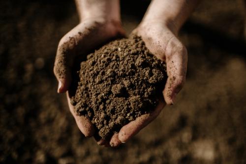 Сидераты, таблица. Преимущества осеннего посева