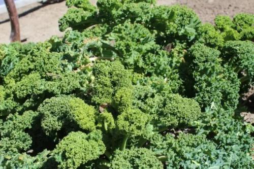 Что нужно посадить на даче в сентябре. Добавление статьи в новую подборку 15