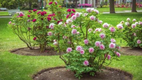 Что нужно посадить на даче в сентябре. Добавление статьи в новую подборку 11