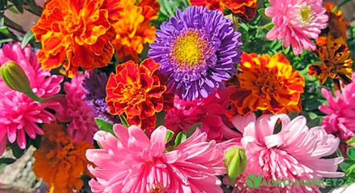 Что нужно посадить на даче в сентябре. Добавление статьи в новую подборку 02