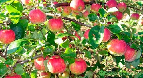 Что нужно посадить на даче в сентябре. Добавление статьи в новую подборку 03